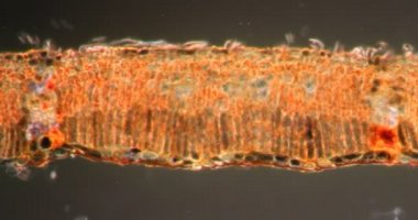 Darkfield dokusunda söğüt ağacı mikroskop altında 200x