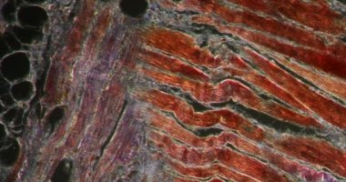 Darkfield dokusunda dil kası dokusu mikroskop altında 200x