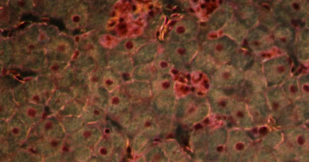 Hígado Tejido Axolotl Tejido Darkfield Bajo Microscopio 200X — Vídeos de Stock