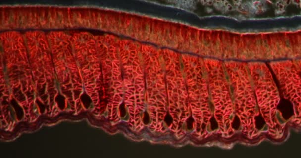 Regenworm Spierweefsel Darkfield Weefsel Onder Microscoop 200X — Stockvideo