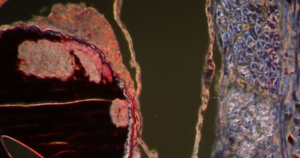 Earthworm Muscles Tissue Darkfield Tissue Microscope 200X — Stock Video