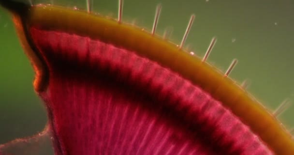 Compound Eye Honigbiene Dunkelfeldgewebe Unter Dem Mikroskop 200X — Stockvideo