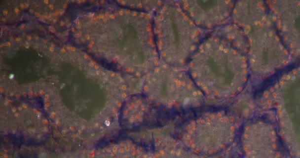 Lacrimal Körtel Mörkfältsvävnad Mikroskop 200X — Stockvideo