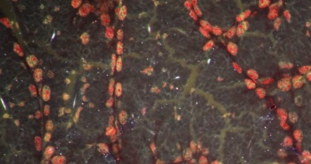 Kelenjar Protein Siput Pada Jaringan Darkfield Bawah Mikroskop 200X — Stok Video