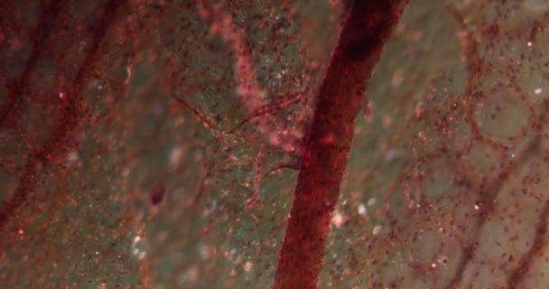 Capilares Sanguíneos Tejido Darkfield Bajo Microscopio 100X — Vídeos de Stock