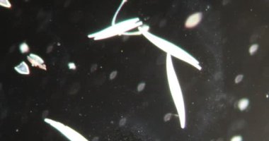 Darkfield 'daki diatomlar mikroskop altında 100x