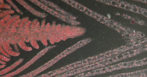 Vattengräs Vegetationskoner Mörkfältsvävnad Mikroskop 100X — Stockvideo