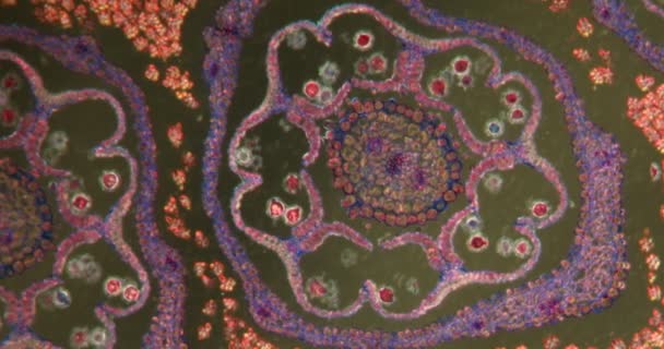 Цветок Одуванчика Ткани Даркфилда Микроскопом 100X — стоковое видео