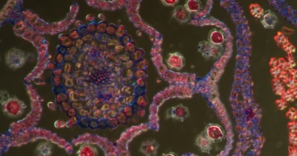 Maskros Blomma Darkfield Vävnad Mikroskop 200X — Stockvideo