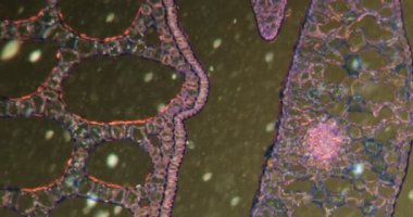 Kara tarla dokusunda hava kanalları olan firavun yaprakları mikroskop altında 100x