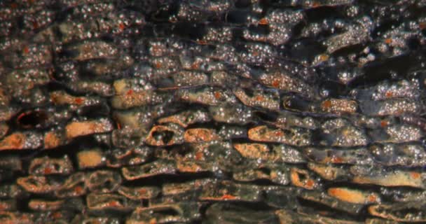 Χολή Ανανά Στον Ιστό Darkfield Κάτω Από Μικροσκόπιο 100X — Αρχείο Βίντεο