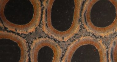 Darkfield dokusundaki boletus kapağı mikroskop altında 100x