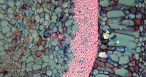Tubería Bush Tronco Transversal Bajo Microscopio 100X — Vídeo de stock