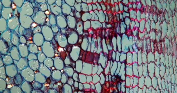 Ίρις Εγκάρσιος Ιστός Ρίζας Κάτω Από Μικροσκόπιο 100X — Αρχείο Βίντεο