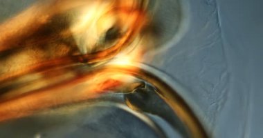 Mikroskop altındaki bal arısının zehirli iğnesi. 100 kat.