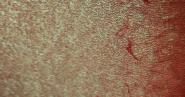 Κόμη Δοντιού Σμάλτο Διατομή Κάτω Από Μικροσκόπιο 100X — Αρχείο Βίντεο