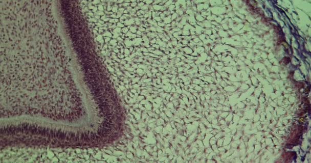Εμβρυονικό Δόντι Διαμήκη Τομή Κάτω Από Μικροσκόπιο 100X — Αρχείο Βίντεο