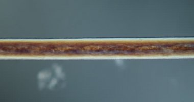 Mikroskop altında polarize ışık saçı 100x