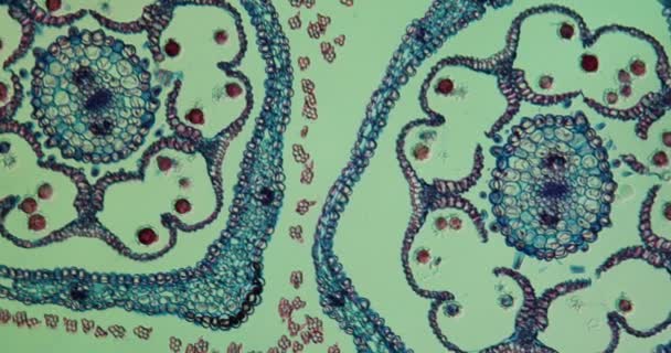 Άνθος Πικραλίδας Διατομή Κάτω Από Μικροσκόπιο 100X — Αρχείο Βίντεο