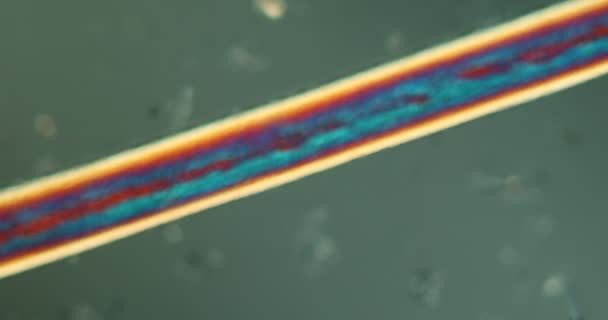 Capelli Luce Polarizzata Microscopio 100X — Video Stock