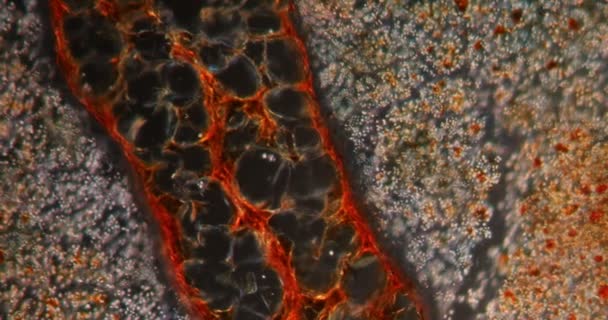 Darkfield Dokusunda Nutmeg Mikroskop Altında 100X — Stok video