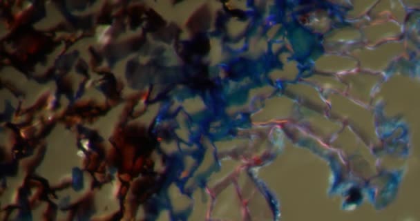 Корень Ириса Тканях Darkfield Микроскопом 200X — стоковое видео