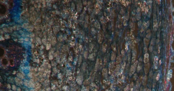 Racine Luzerne Dans Tissu Darkfield Microscope 100X — Video