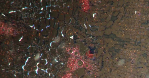 Futterrüben Dunkelfeldgewebe Unter Dem Mikroskop 100X — Stockvideo