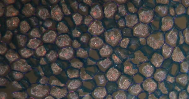 Raíz Celidonia Menor Tejido Darkfield Bajo Microscopio 100X — Vídeos de Stock