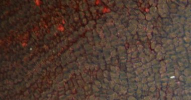 Darkfield dokusundaki turp kökü mikroskop altında 100 x