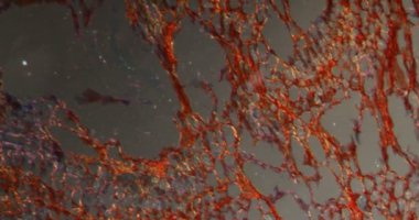 Darkfield dokusunda havuç kökü mikroskop altında 100 x