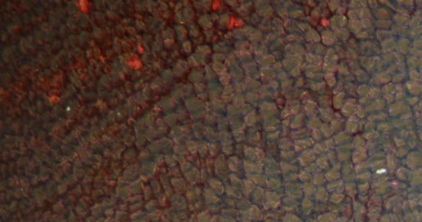 Ρίζα Ραπανάκι Στον Ιστό Darkfield Κάτω Από Μικροσκόπιο 100X — Αρχείο Βίντεο