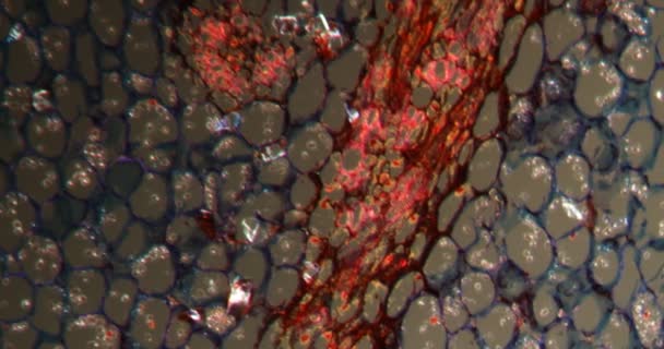 Darkfield Dokusunda Iris Kökü Mikroskop Altında 100X — Stok video