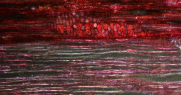 Στέλεχος Φλαμουριάς Στον Ιστό Του Darkfield Κάτω Από Μικροσκόπιο 100X — Αρχείο Βίντεο