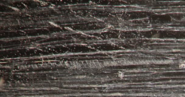 Buk Evropský Dřevěné Buňky Darkfieldově Tkáni Pod Mikroskopem 100X — Stock video