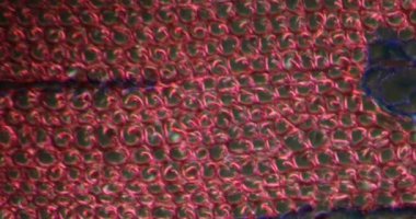 Darkfield dokusundaki çam kökü mikroskop altında 200x