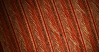 Büyütecin altında bir kanarya kuşunun genişlemiş tüyünü görebilirsiniz.