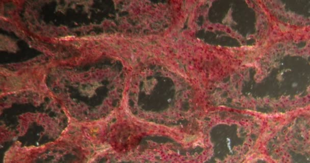 Ινουινικοί Όρχεις Στον Σκοτεινό Ιστό Κάτω Από Μικροσκόπιο 100X — Αρχείο Βίντεο