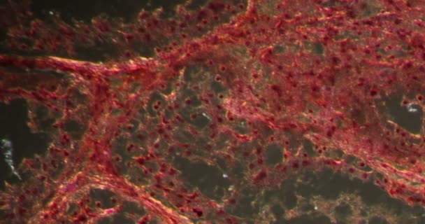 Ινουινικοί Όρχεις Στον Σκοτεινό Ιστό Κάτω Από Μικροσκόπιο 200X — Αρχείο Βίντεο