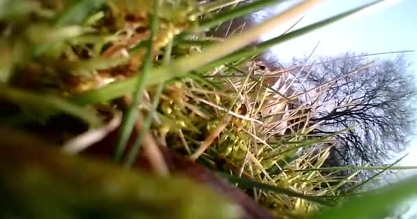 Stalks Tall Grass Move Easily Gently Wind — Stock Video