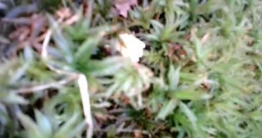 Uzun otların sapıkları rüzgarda yavaşça hareket eder.