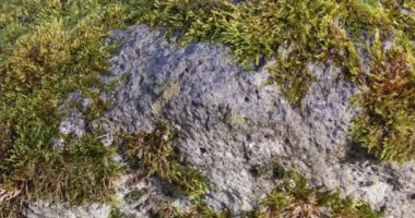 Yumuşak tüylü yosunlar ağaçlık zeminde