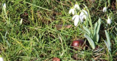 Kar damlaları yol boyunca büyür.