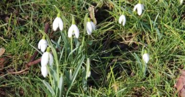 Kar damlaları yol boyunca büyür.