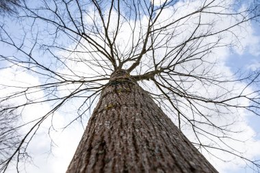 Güneş, yamaçtaki açık ağaç gövdelerinden parlıyor.