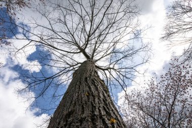 Güneş, yamaçtaki açık ağaç gövdelerinden parlıyor.