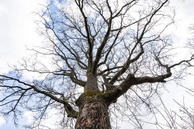 Güneş, yamaçtaki açık ağaç gövdelerinden parlıyor.