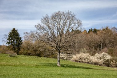 Güneş, yamaçtaki açık ağaç gövdelerinden parlıyor.