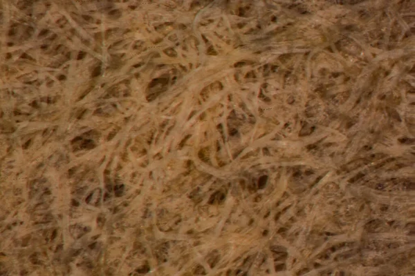 显微镜下带有纤维和纸孔的咖啡过滤器 — 图库照片