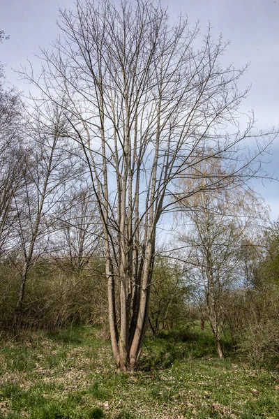 Soleil Brille Travers Des Troncs Arbres Clairs Sur Pente — Photo